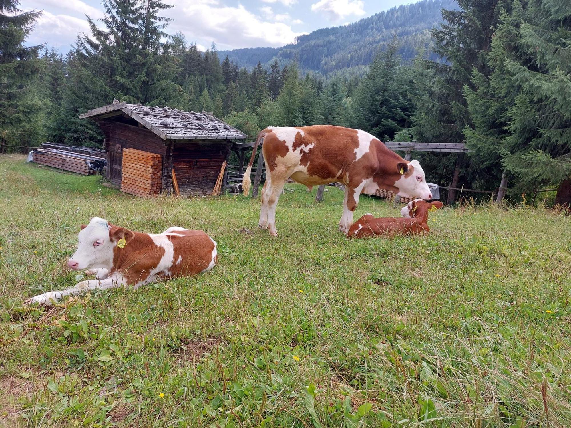 Blosegghof Bergchalets Waldblick Ratschings Buitenkant foto